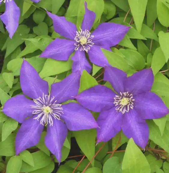 Clématite 'Daniel Deronda' - clematis