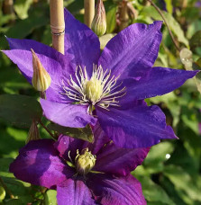 Clématite 'Daniel Deronda' - clematis