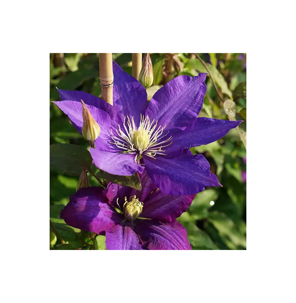 Clématite 'Daniel Deronda' - clematis