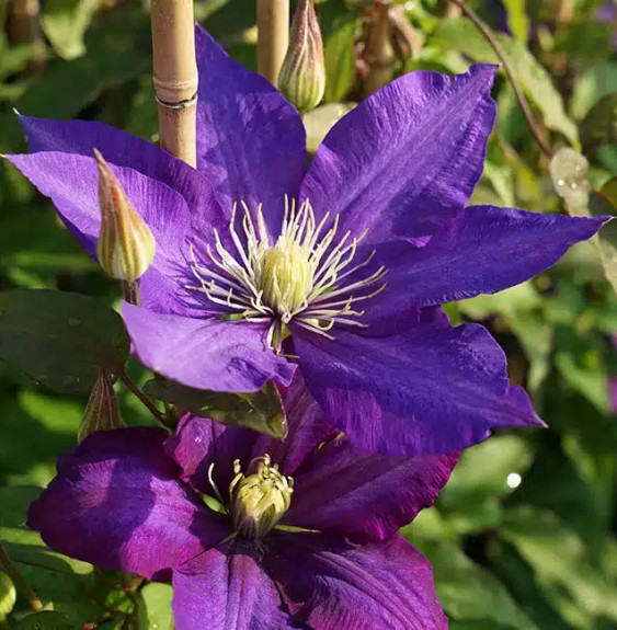 Pépinières Français PF_Clématite4 Clématite 'Daniel Deronda' - clematis