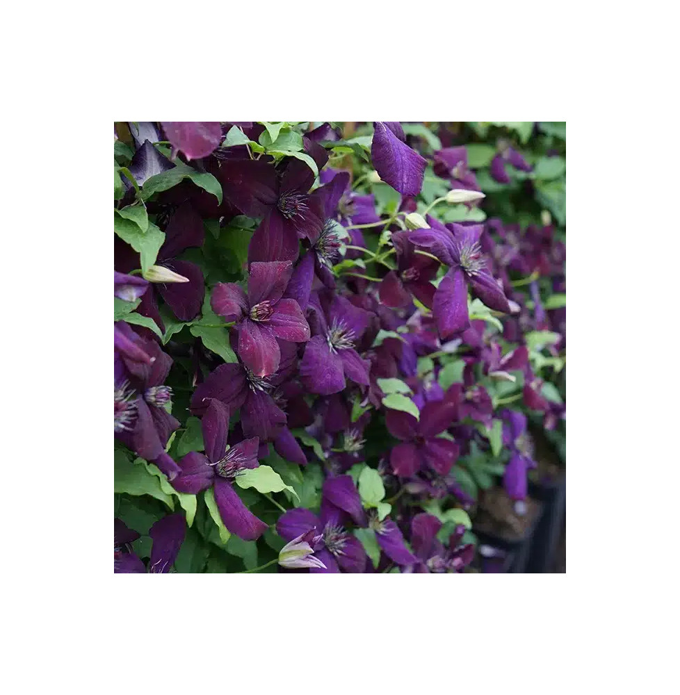 Clématite 'Dark Eyes' - clematis viticella