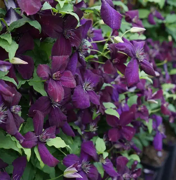 Pépinières Français PF_Clématite423 Clématite 'Dark Eyes' - clematis viticella