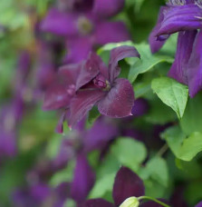 Clématite 'Dark Eyes' - clematis viticella