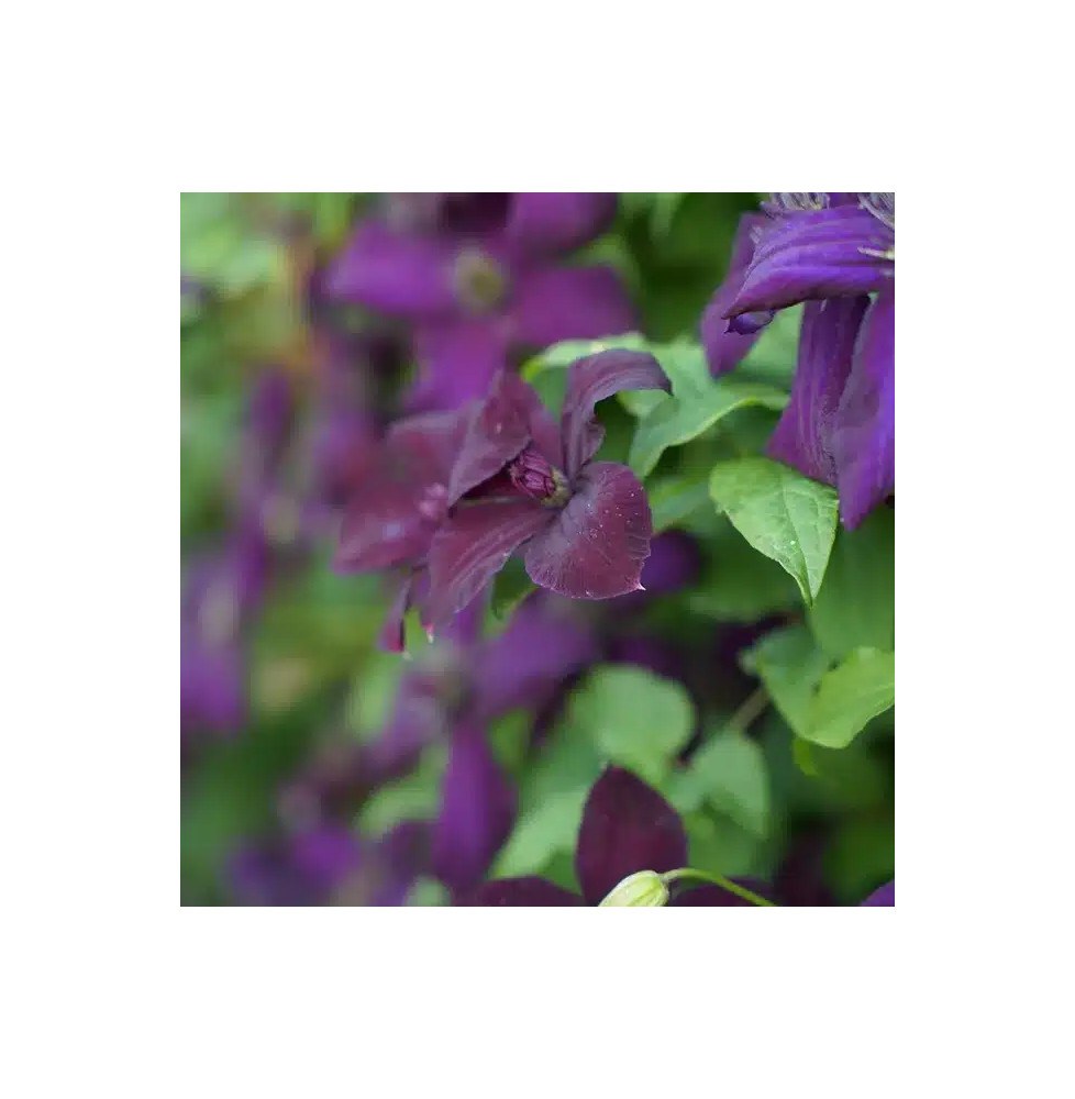 Clématite 'Dark Eyes' - clematis viticella