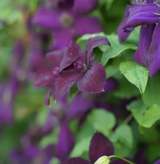 Pépinières Français PF_Clématite423 Clématite 'Dark Eyes' - clematis viticella