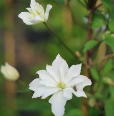 Clématite 'Double Delight®' - clematis montana