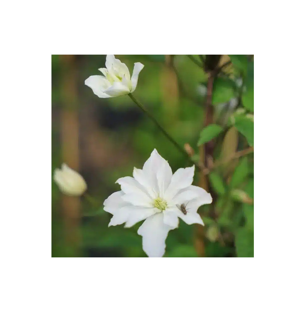 Clématite 'Double Delight®' - clematis montana