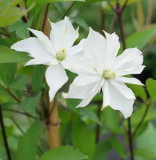 Clématite 'Double Delight®' - clematis montana