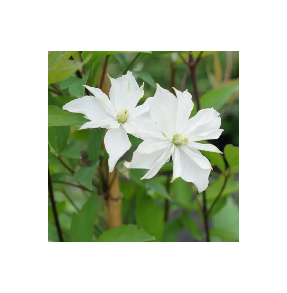 Clématite 'Double Delight®' - clematis montana