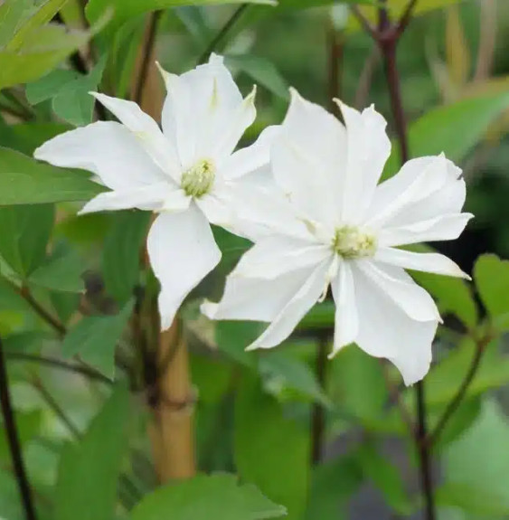 Pépinières Français PF_Clématite8 Clématite 'Double Delight®' - clematis montana