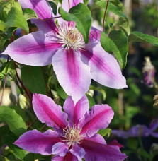 Clématite 'Dr Ruppel' - clematis