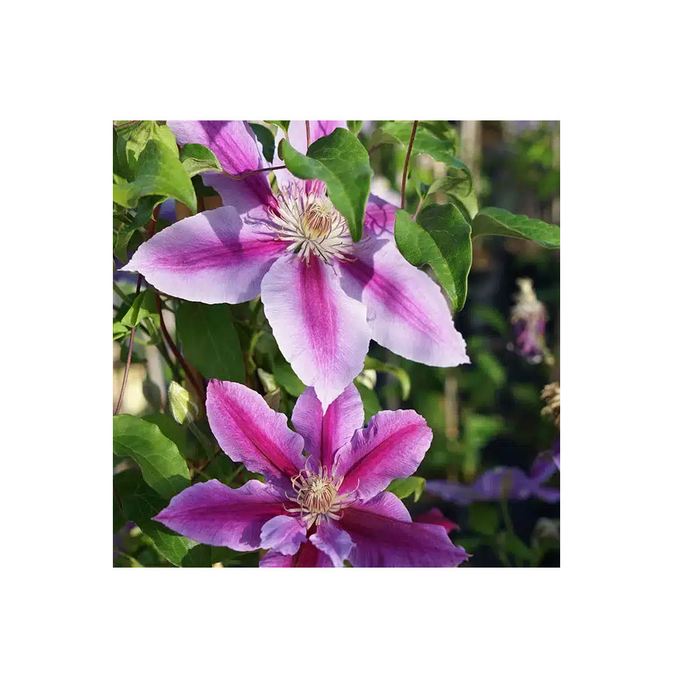 Clématite 'Dr Ruppel' - clematis