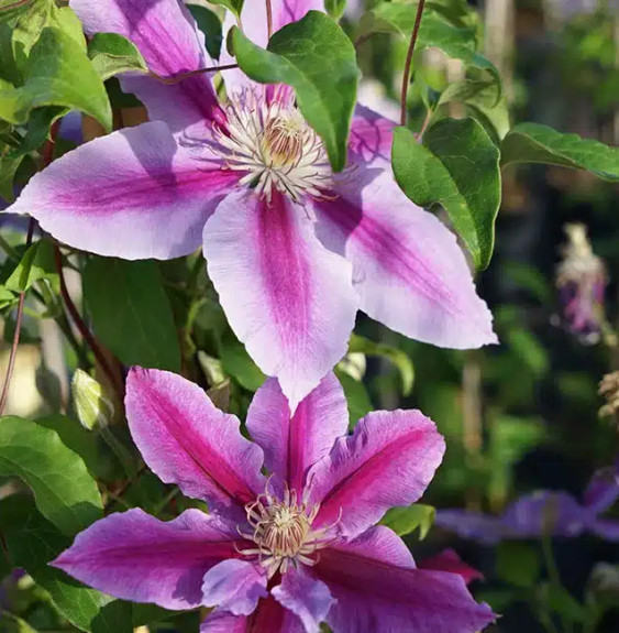 Pépinières Français PF_Clématite38 Clématite 'Dr Ruppel' - clematis