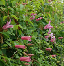 Clématite 'Duchess of Albany' - clematis texensis