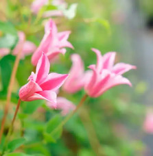 Clématite 'Duchess of Albany' - clematis texensis