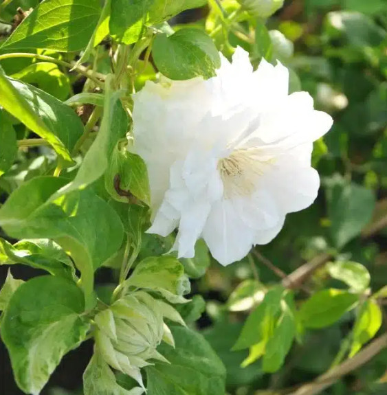 Pépinières Français PF_Clématite2 Clématite 'Duchesse d'Edimbourg' - clematis