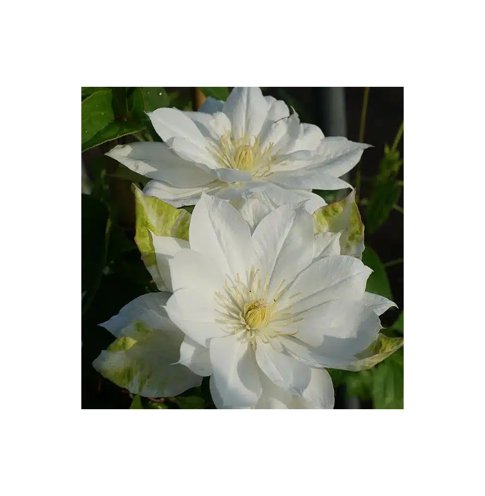 Clématite 'Duchesse d'Edimbourg' - clematis