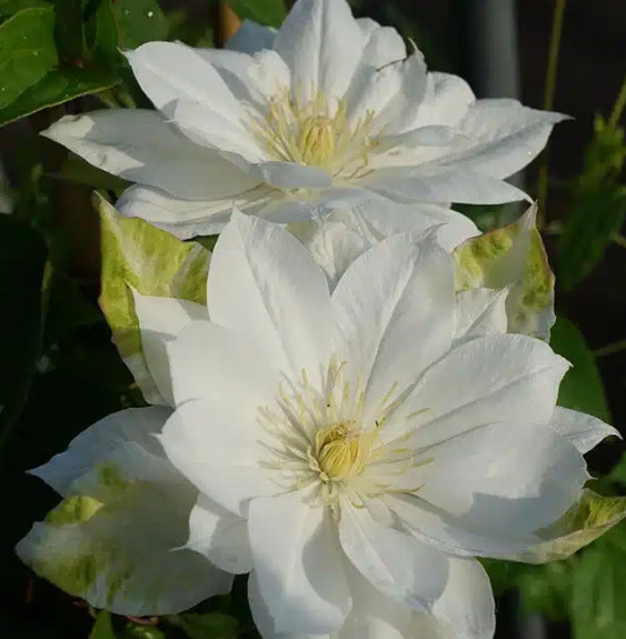 Pépinières Français PF_Clématite2 Clématite 'Duchesse d'Edimbourg' - clematis