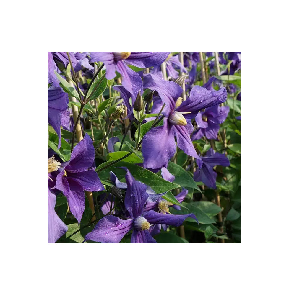 Clématite 'Durandii' - clematis integrifolia