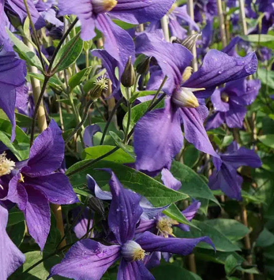 Pépinières Français PF_Clématite439 Clématite 'Durandii' - clematis integrifolia