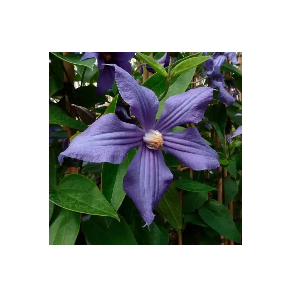 Clématite 'Durandii' - clematis integrifolia