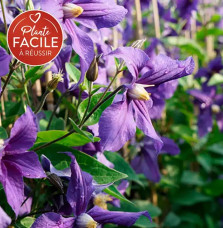 Clématite 'Durandii' - clematis integrifolia