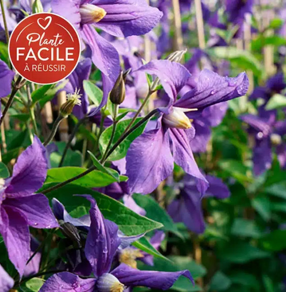 Clématite 'Durandii' - clematis integrifolia