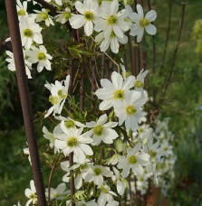 Clématite 'Early Sensation' - clematis forsteri