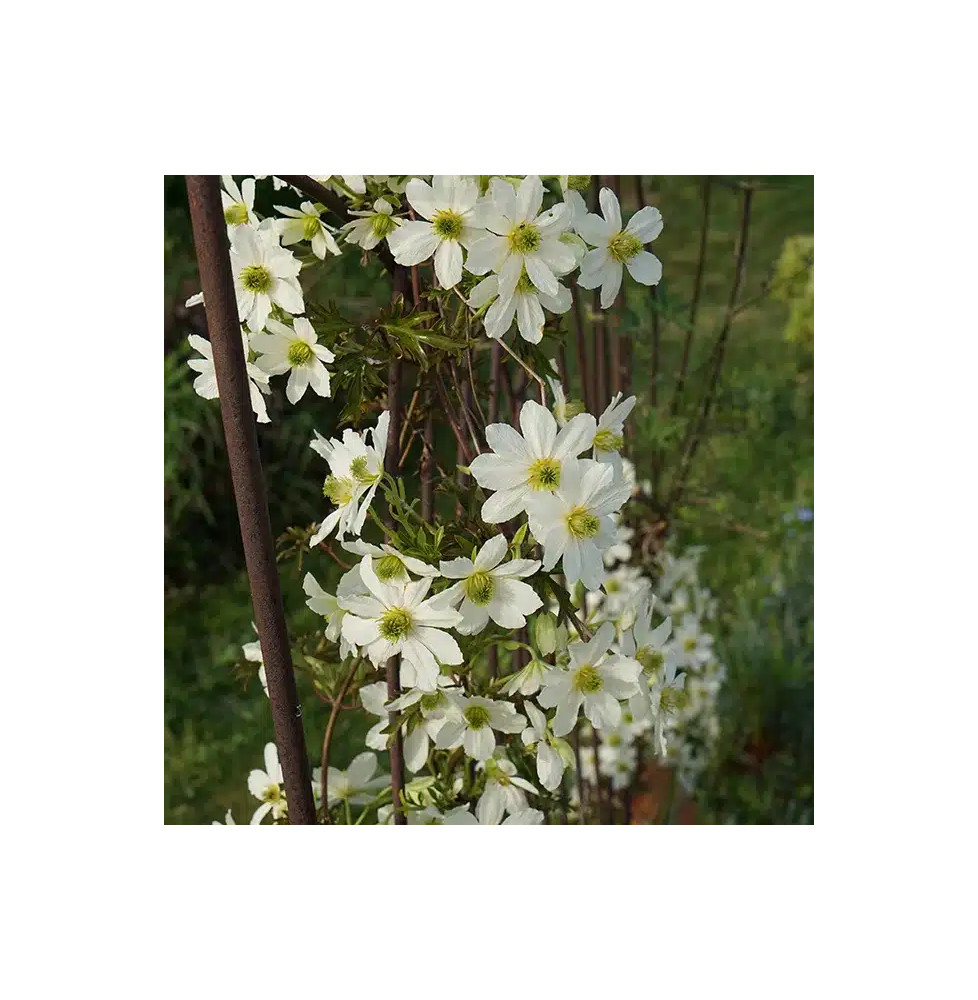 Clématite 'Early Sensation' - clematis forsteri