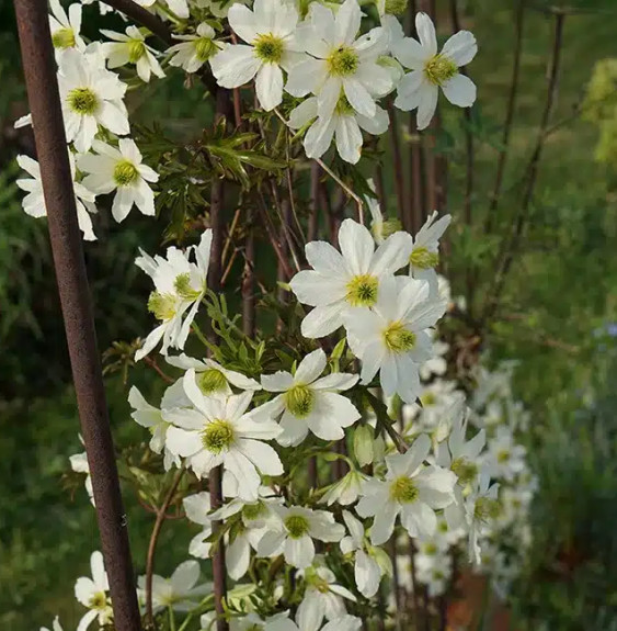 Pépinières Français PF_Clématite019 Clématite 'Early Sensation' - clematis forsteri