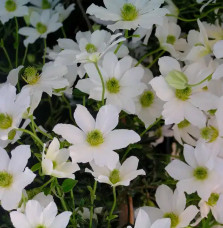 Clématite 'Early Sensation' - clematis forsteri