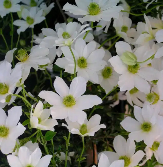 Pépinières Français PF_Clématite019 Clématite 'Early Sensation' - clematis forsteri