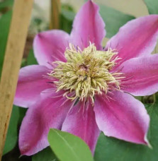 Clématite 'Empress®' – clematis 'Evipo011'