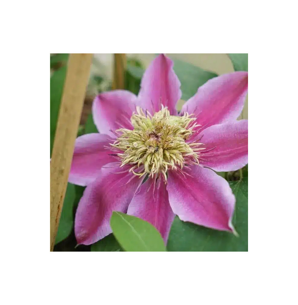 Clématite 'Empress®' – clematis 'Evipo011'