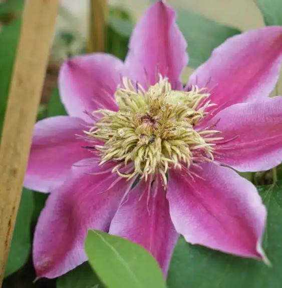 Pépinières Français PF_Clématite062 Clématite 'Empress®' - clematis 'Evipo011'