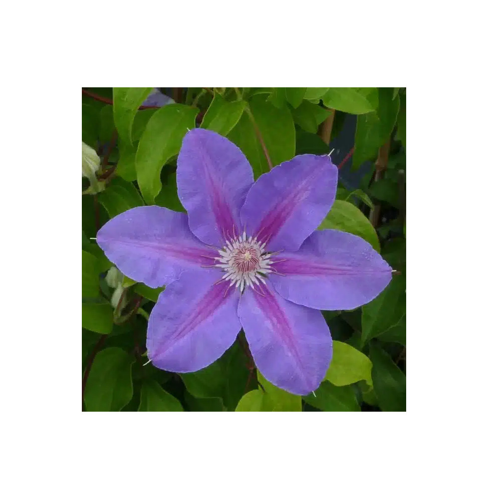 Clématite 'Étoile de Malicorne' - clematis