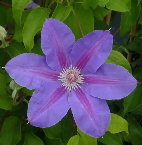 Pépinières Français PF_Clématite1 Clématite 'Étoile de Malicorne' - clematis