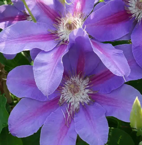 Pépinières Français PF_Clématite1 Clématite 'Étoile de Malicorne' - clematis