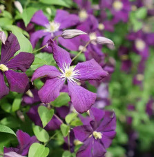 Clématite 'Étoile Violette' - clematis viticella