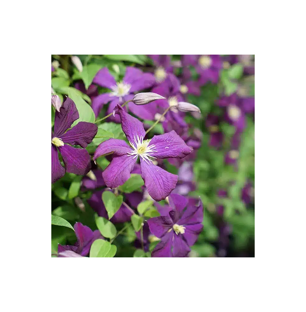 Clématite 'Étoile Violette' - clematis viticella