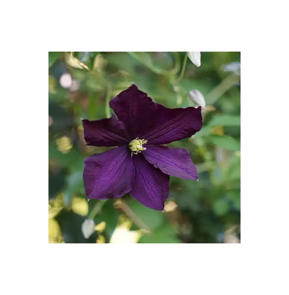 Clématite 'Étoile Violette' - clematis viticella