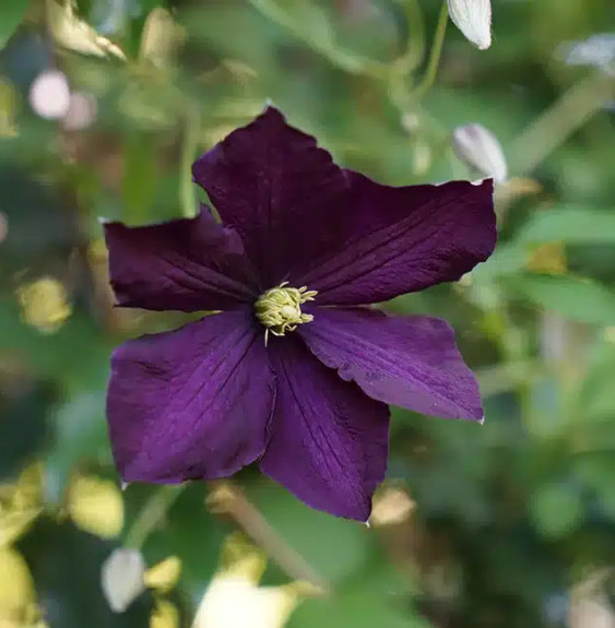 Pépinières Français PF_Clématite90 Clématite 'Étoile Violette' - clematis viticella