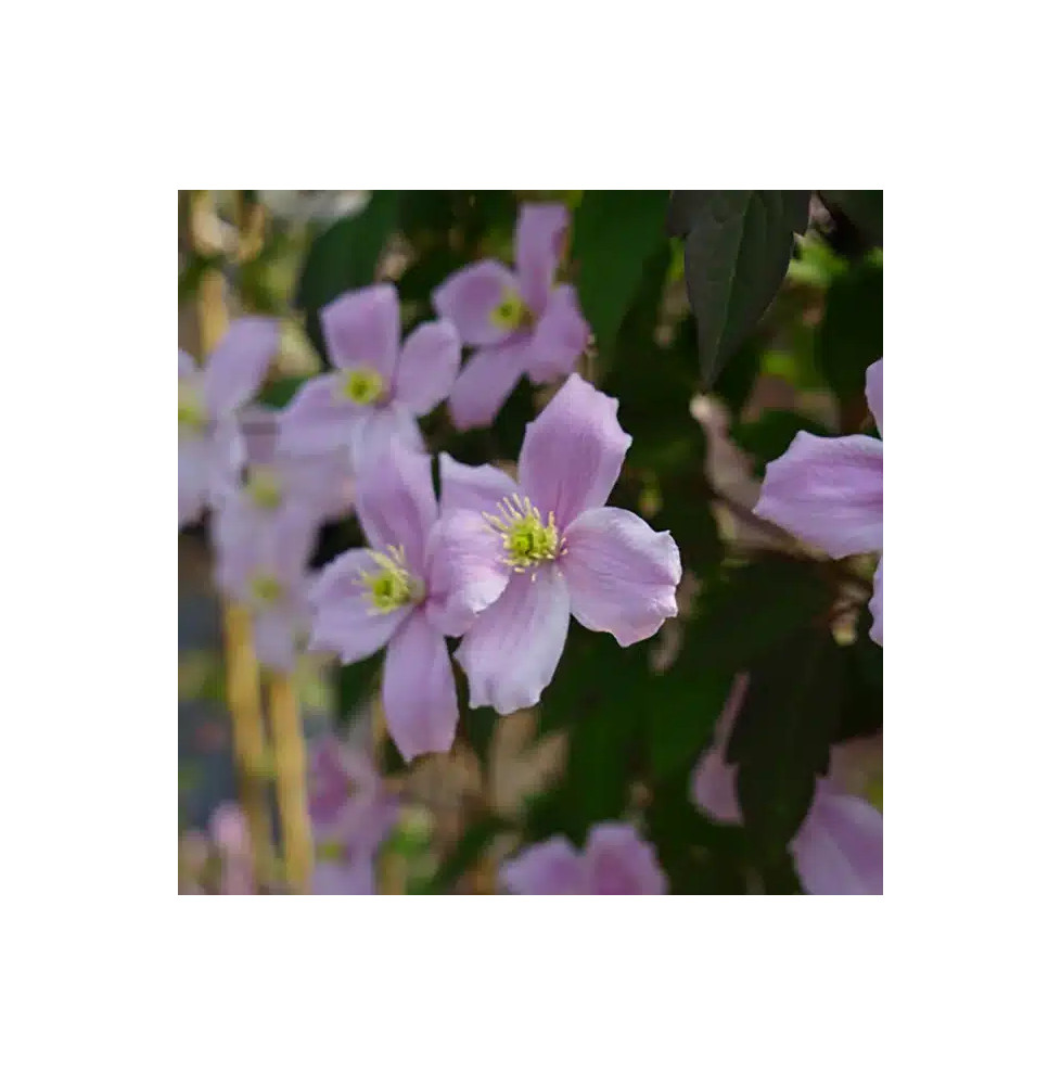 Clématite 'Fragrant Spring' - clematis montana