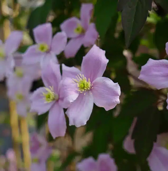 Pépinières Français PF_Clématite5 Clématite 'Fragrant Spring' - clematis montana