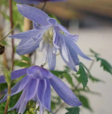 Clématite 'Frances Rivis' - clematis alpina