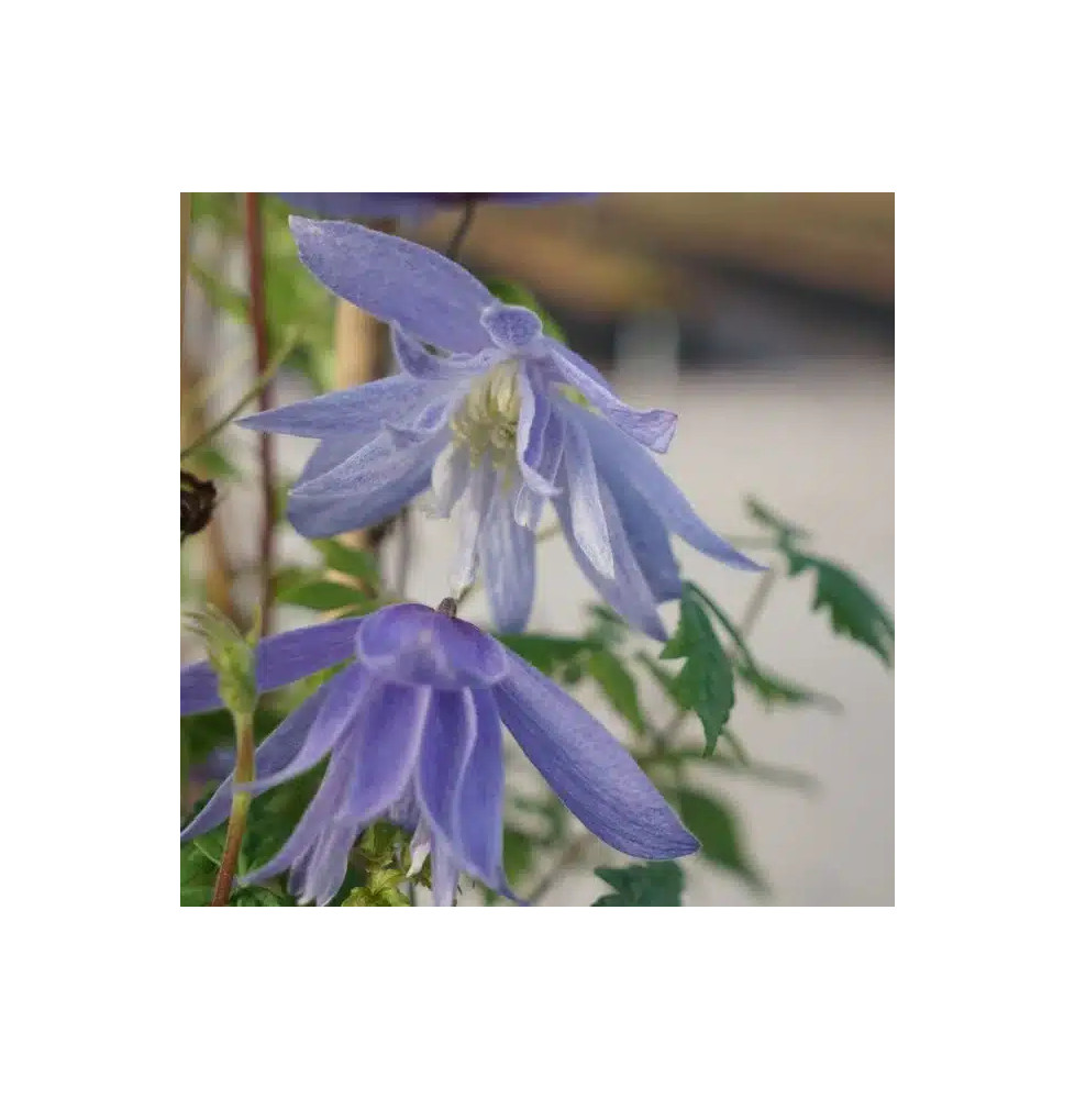 Clématite 'Frances Rivis' - clematis alpina