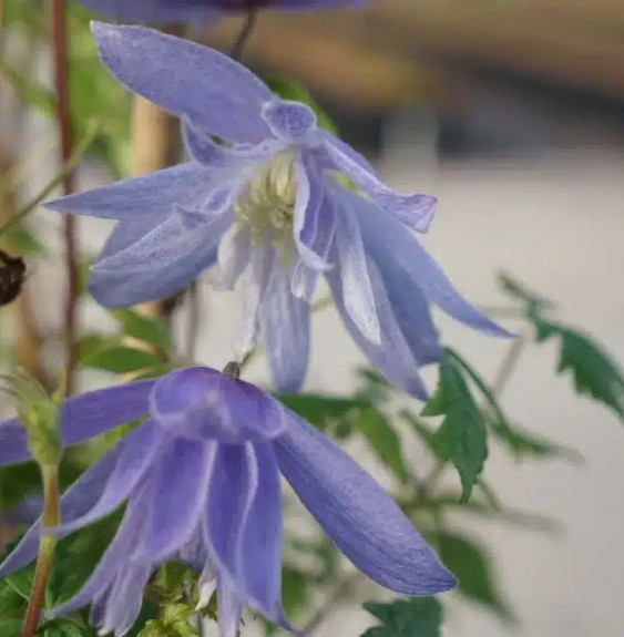 Pépinières Français PF_Clématite862 Clématite 'Frances Rivis' - clematis alpina