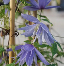 Clématite 'Frances Rivis' - clematis alpina