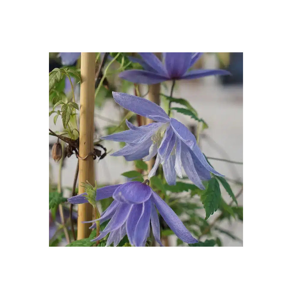 Clématite 'Frances Rivis' - clematis alpina