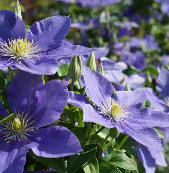 Pépinières Français PF_Clématite7 Clématite 'Fuji Musume' - clematis